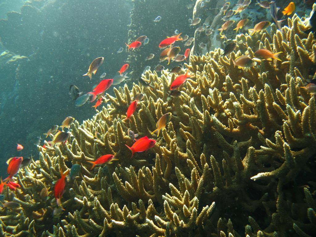 Oma In Pemuteran Bali Daire Dış mekan fotoğraf