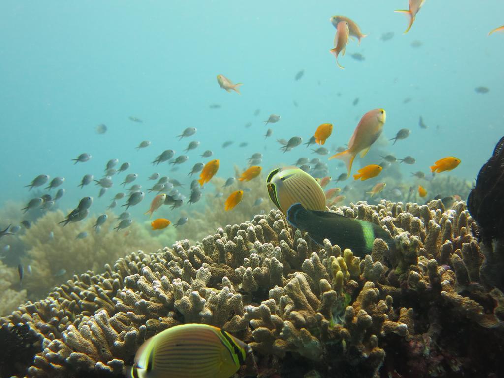 Oma In Pemuteran Bali Daire Dış mekan fotoğraf